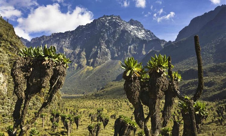Rwenzori Peak